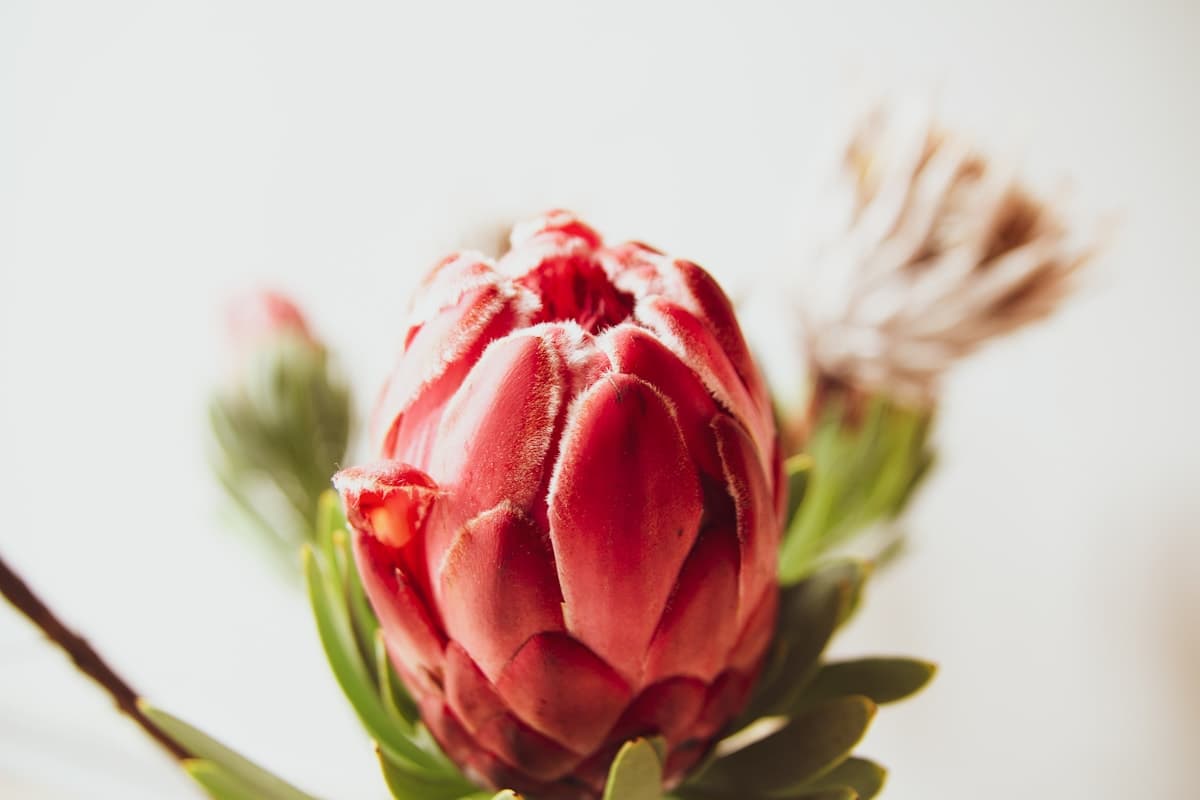 A king protea